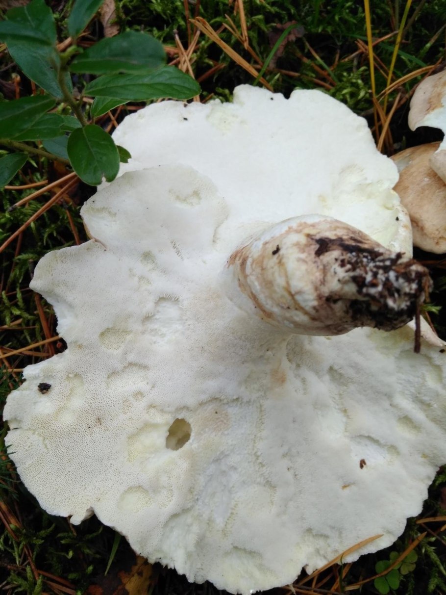 Трутовик овечий гриб