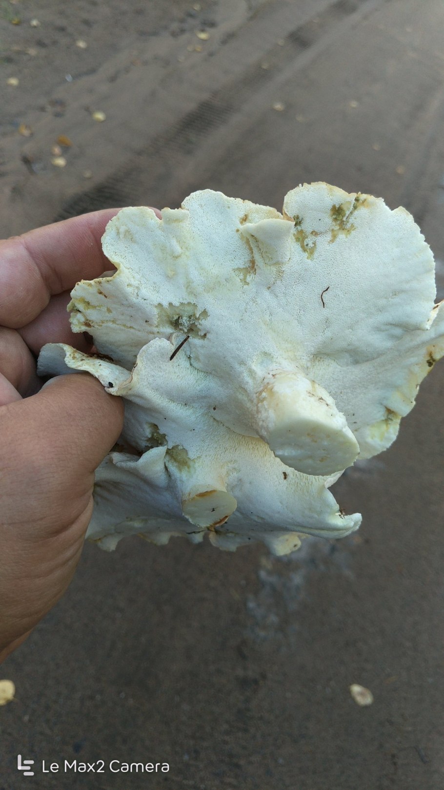 Трутовик овечий альбатреллус