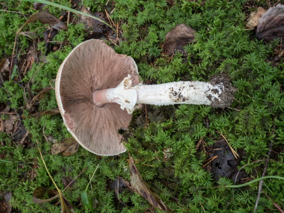 Овечий гриб, трутовик овечий, Альбатреллус овечий