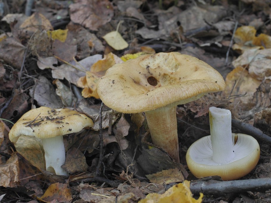 Трутовик овечий гриб фото