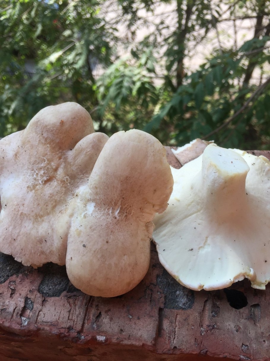 Сыроежка Миндальная съедобная