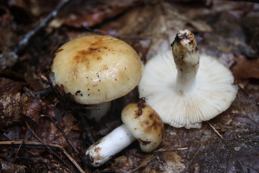 Гриба Agaricus Blazei,