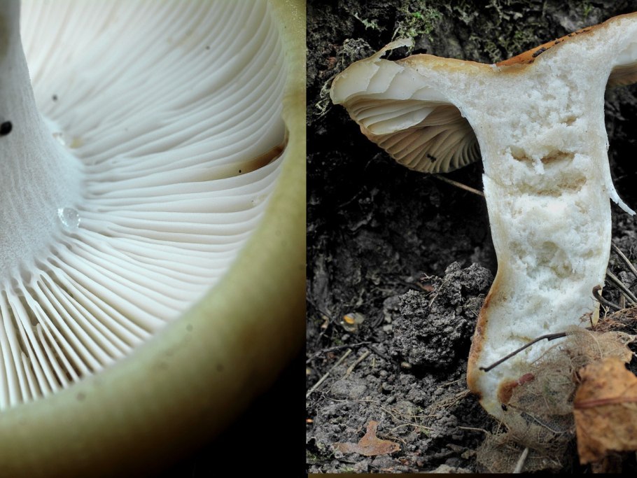 ALBATRELLUS confluens