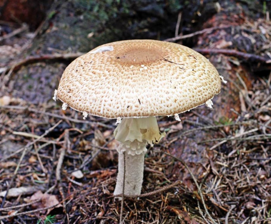 Шампиньон августовский Agaricus augustus