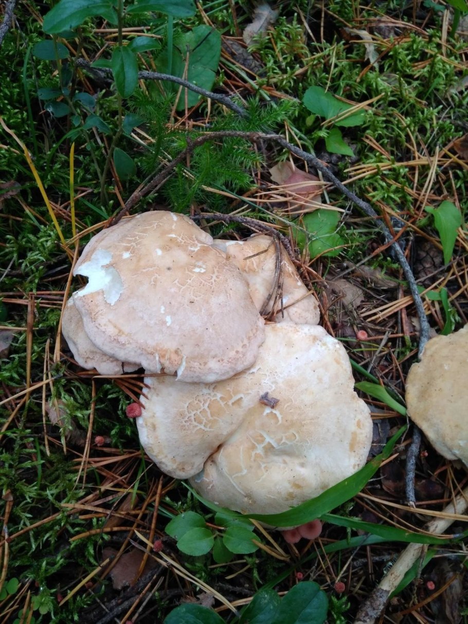 Трутовик овечий гриб