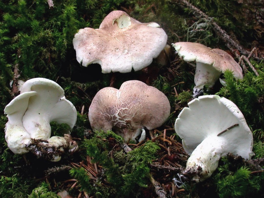 Трутовик овечий Альбатреллус