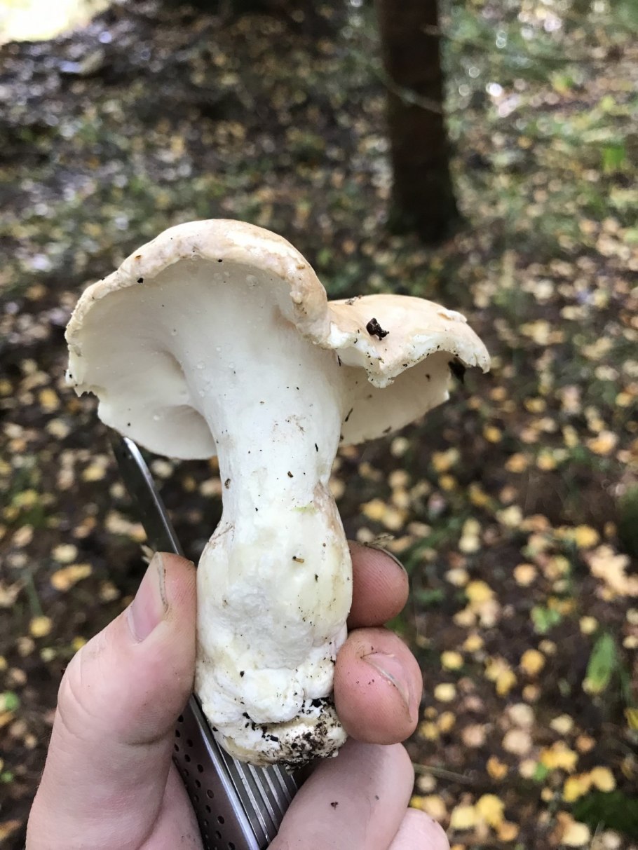 Альбатреллус овечий трутовик овечий ALBATRELLUS ovinus