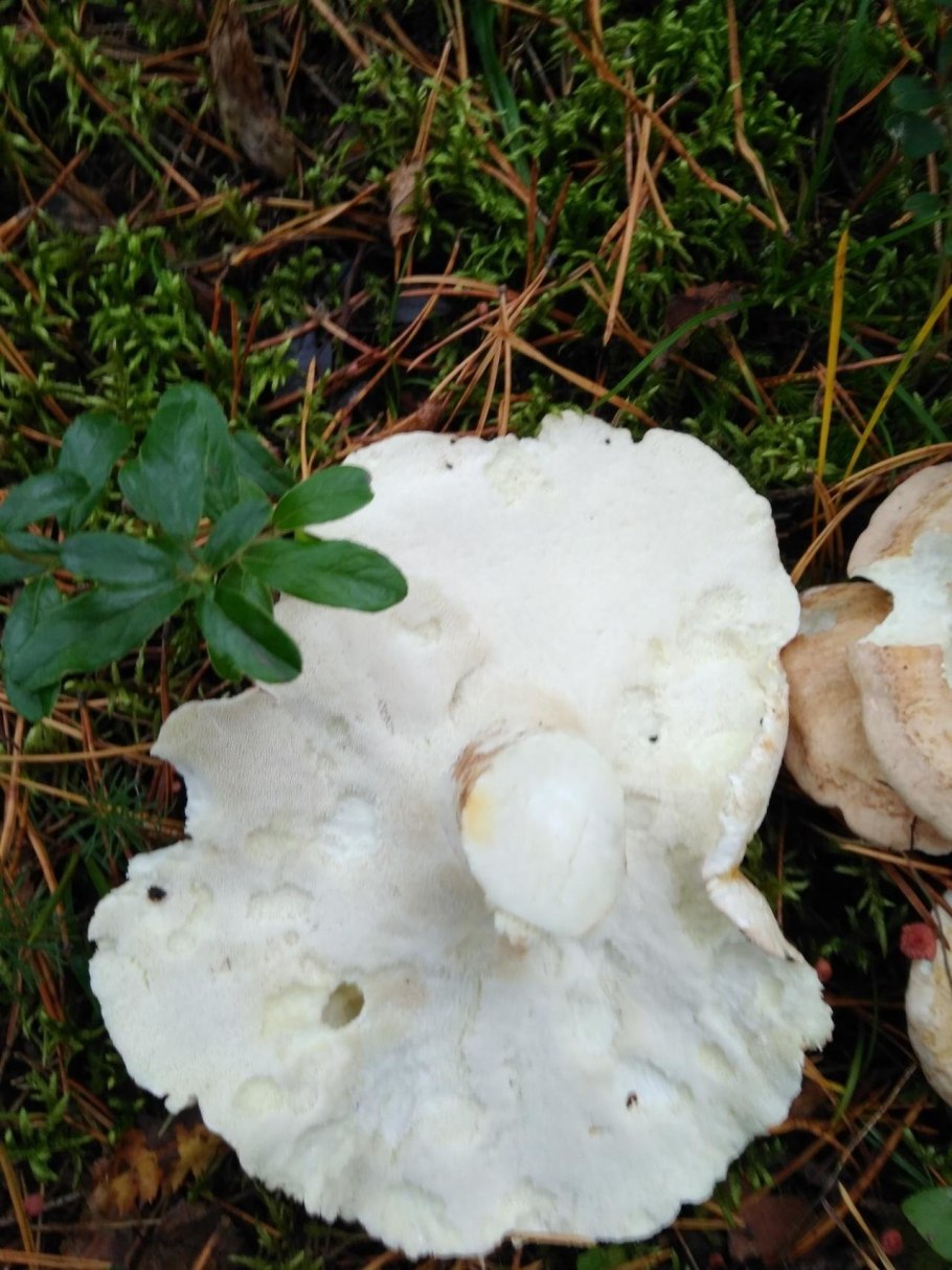 Сыроежка Миндальная