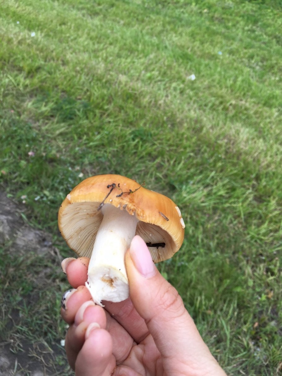 Овечий гриб, трутовик овечий, Альбатреллус овечий