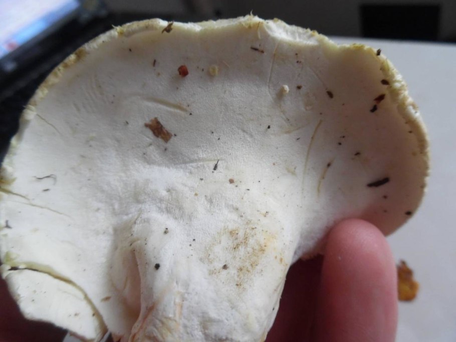 Трутовик клубненосный Polyporus tuberaster