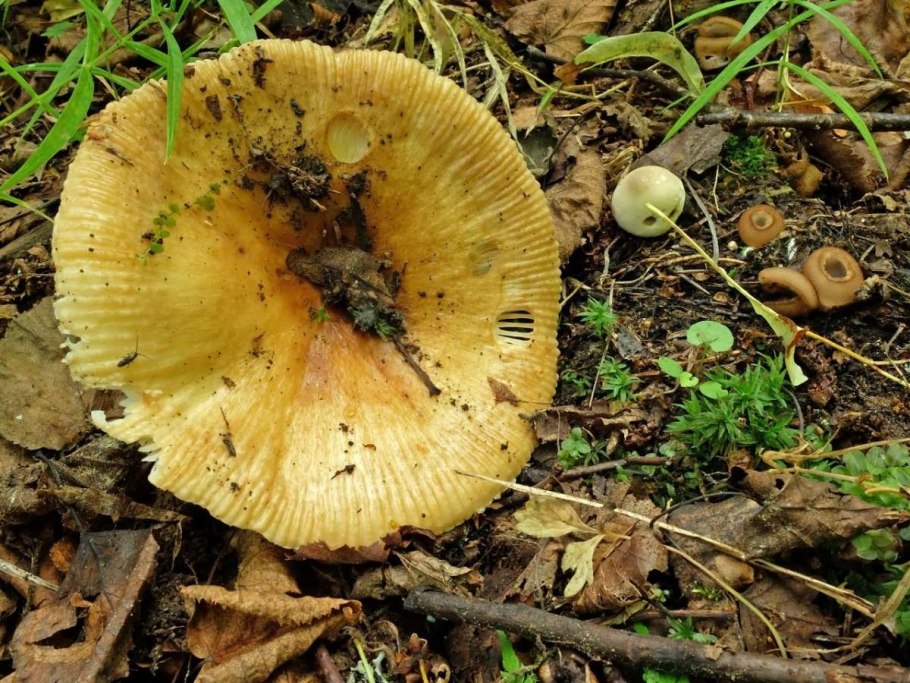 Трутовик овечий ALBATRELLUS ovinus