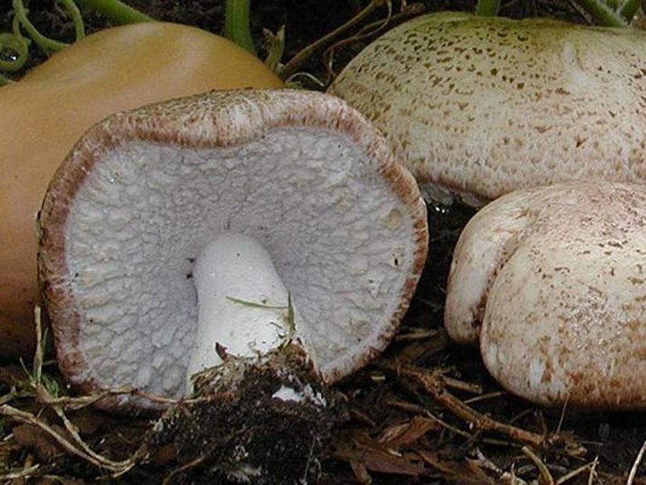 Грибы растут