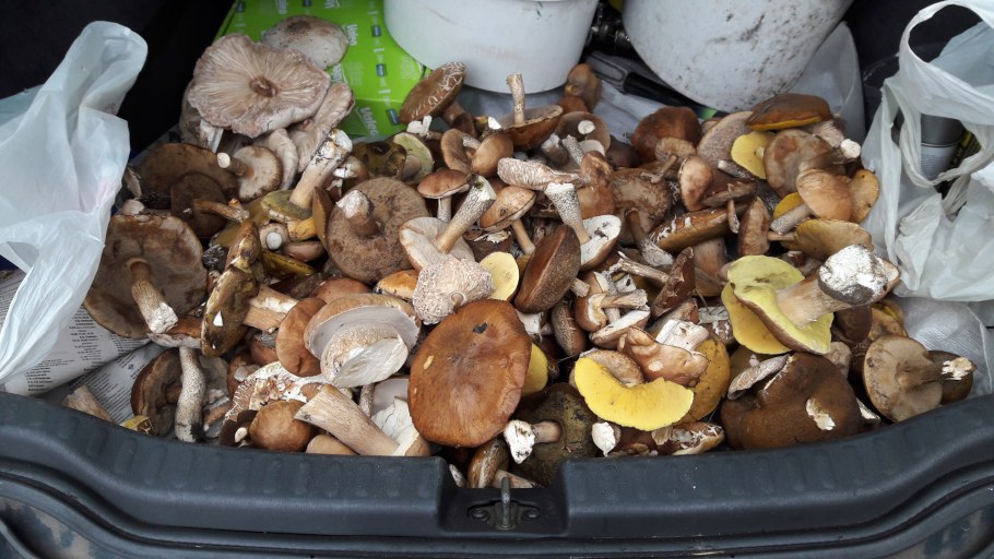 Много грибов в 1 куче