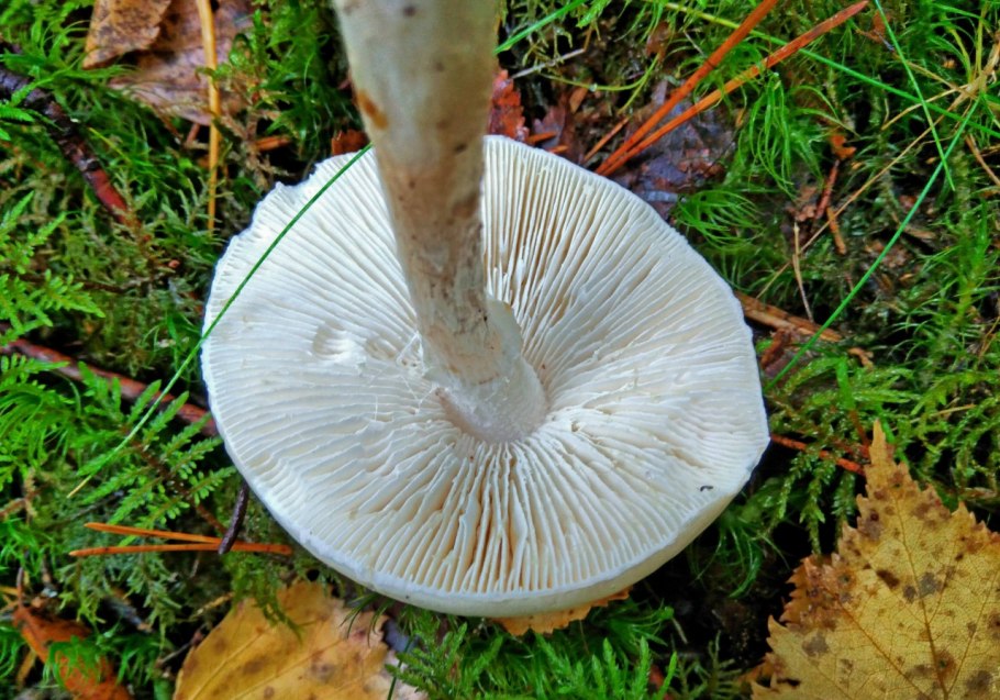 Вольвариелла Болотная