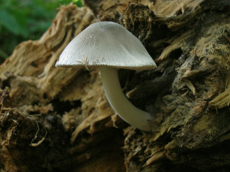 Грибы с губкой под шляпкой