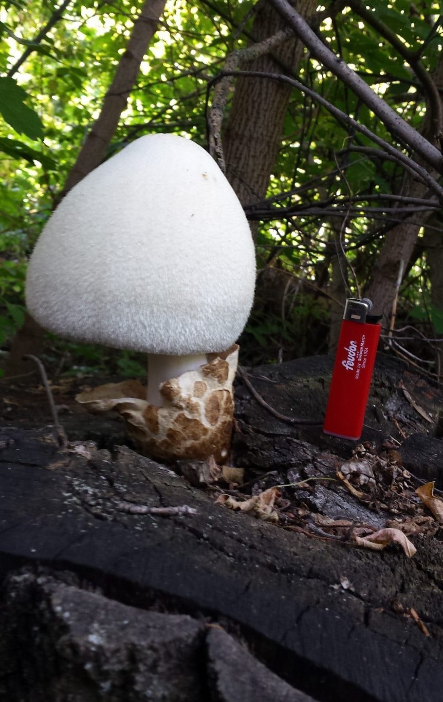 Гриб Вольвариелла шелковистая