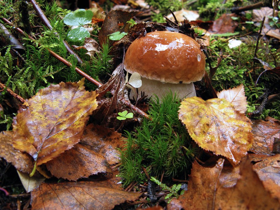 Поплавок белый гриб