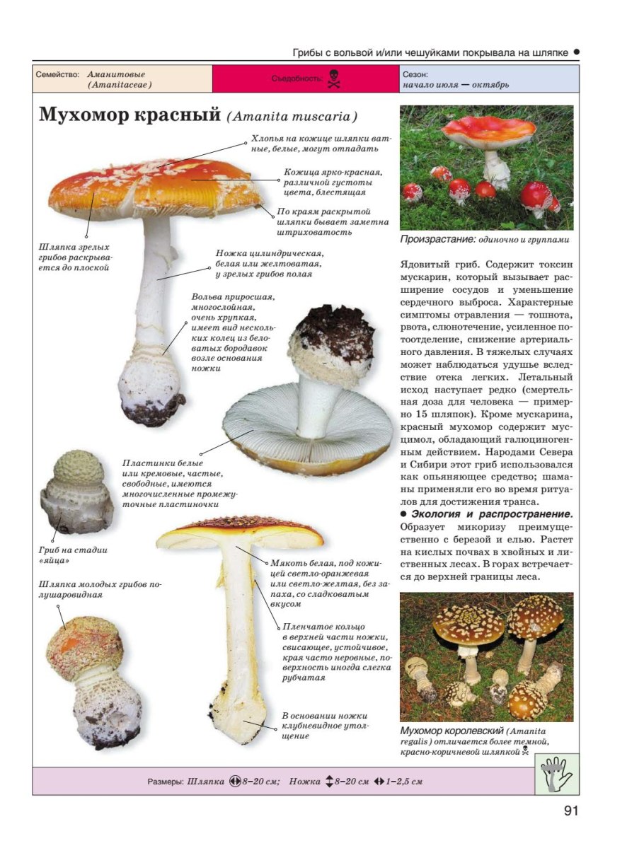 Гриб Эдулис