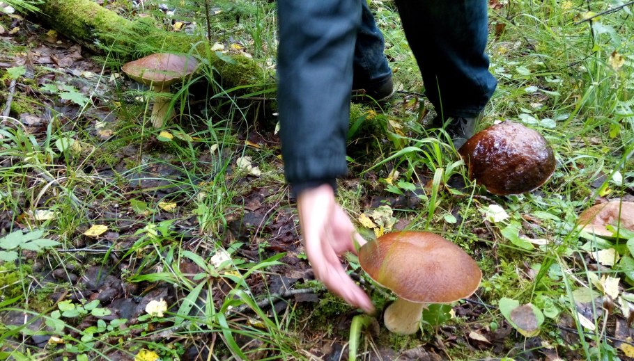 Вольво гриба это