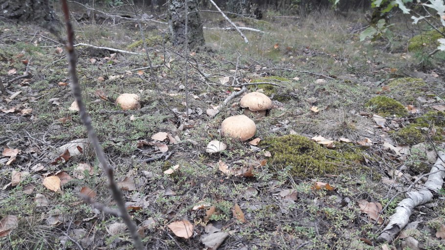 В болото за грибами