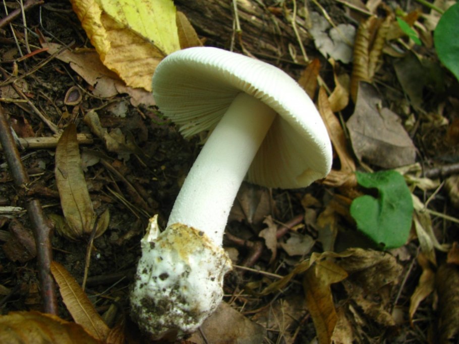 Белый пушистый гриб