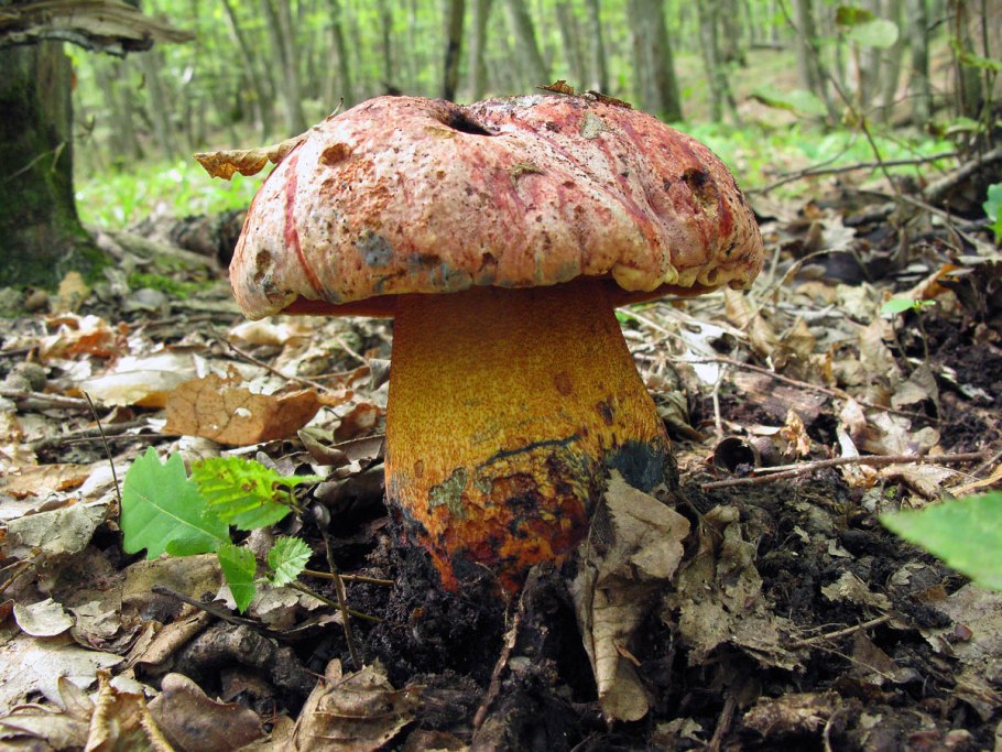 Болетус пурпуровый