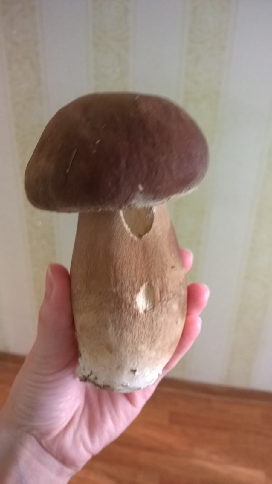 Что такое вольва у гриба