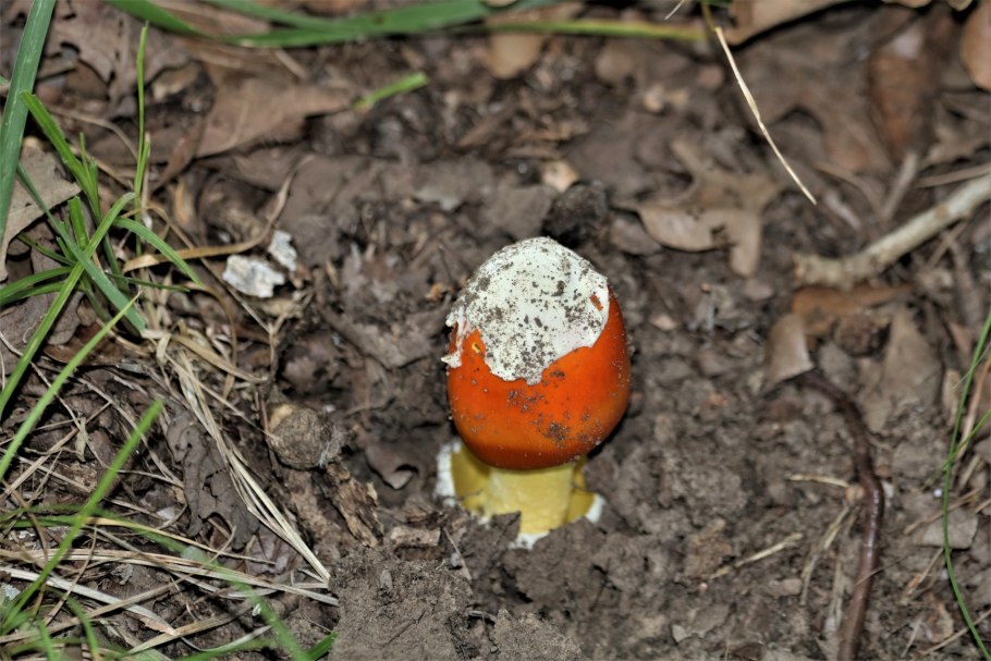 Гриб Amanita Jackson