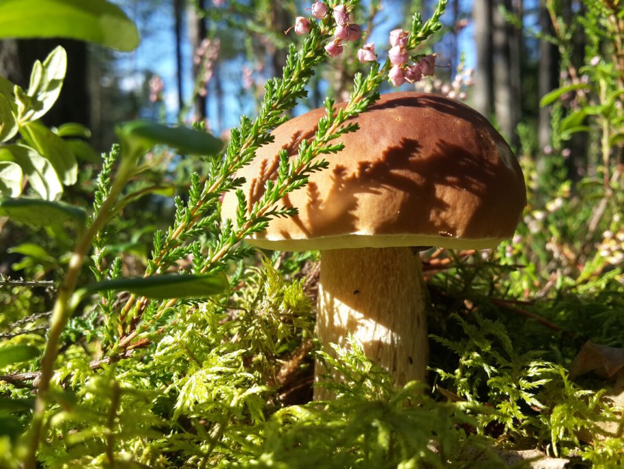 Подосиновик гименофор