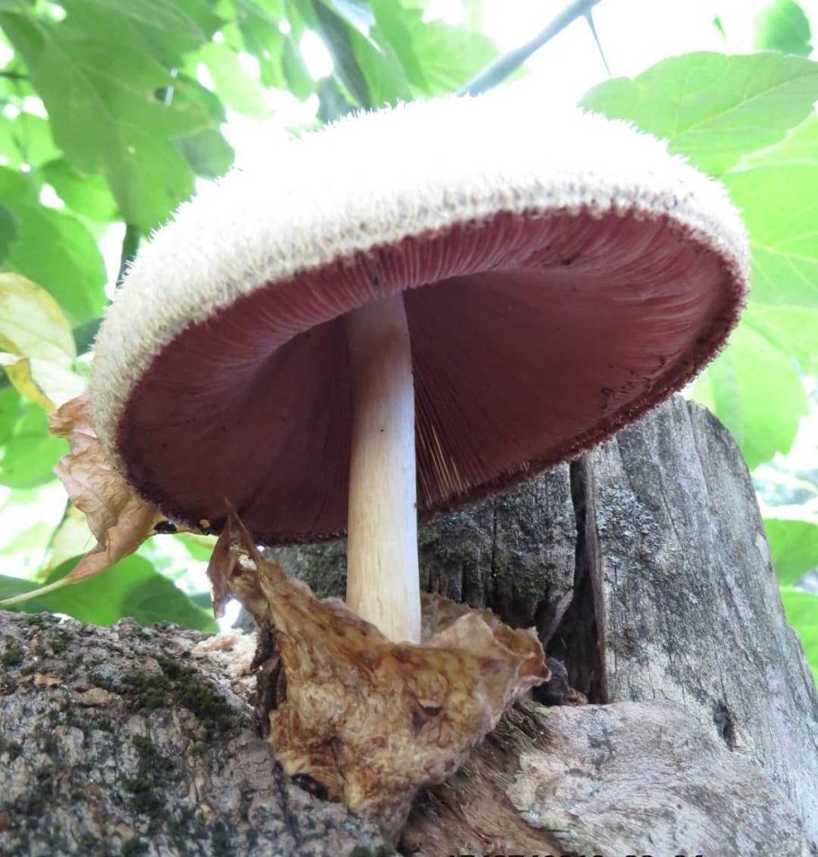 Volvariella bombycina