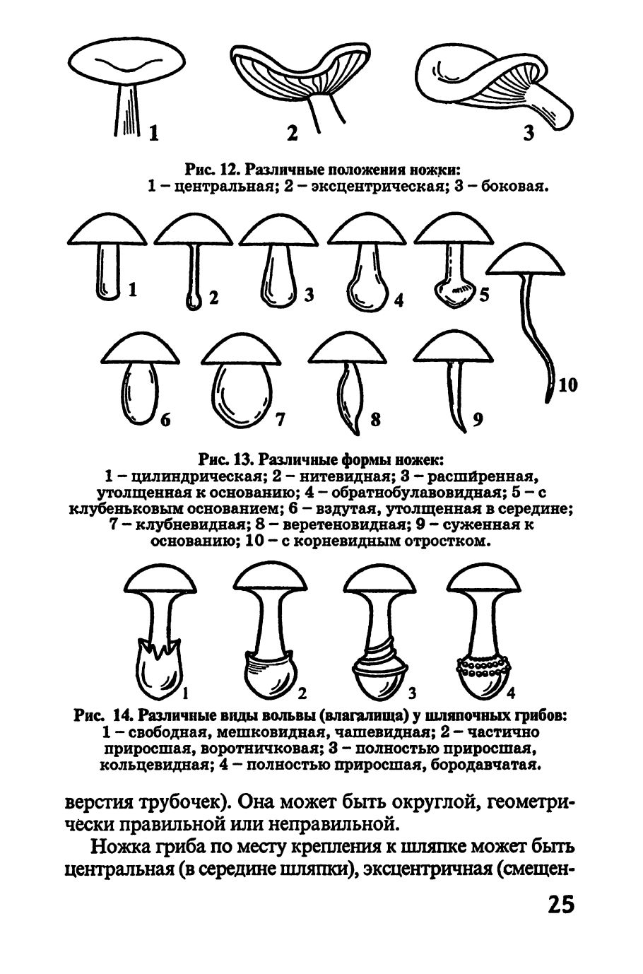 Форма ножки грибов