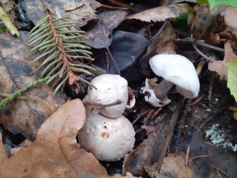 Вольвариелла паразитическая