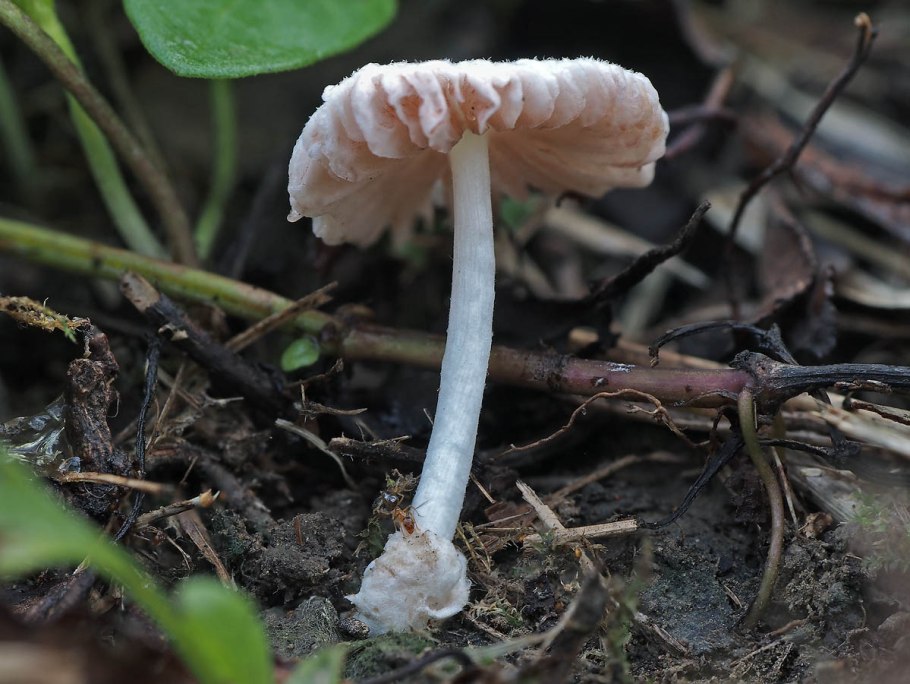 Бледная поганка гриб