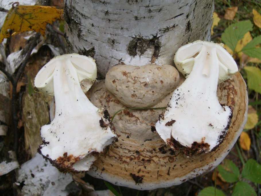 Вороний гриб