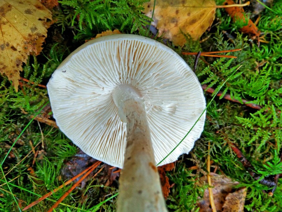 Толкачи грибы