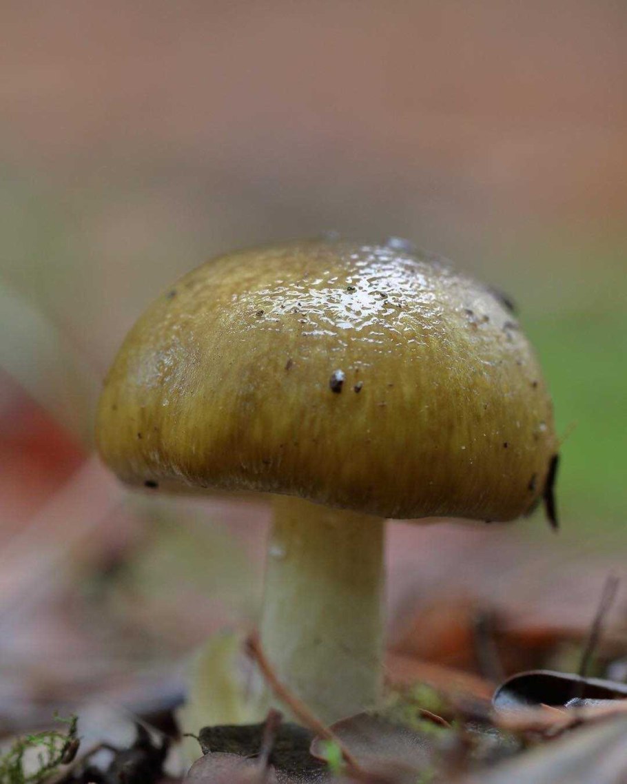 Желтая поганка