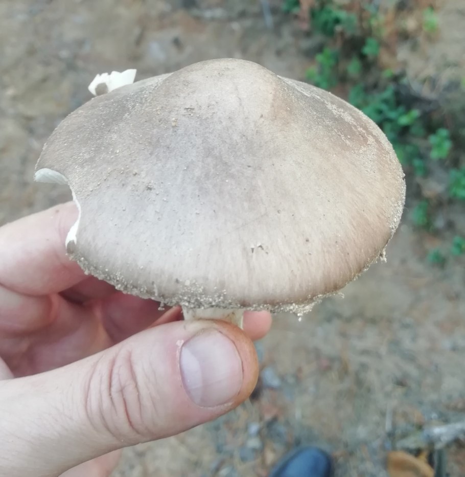 Где растут мухоморы