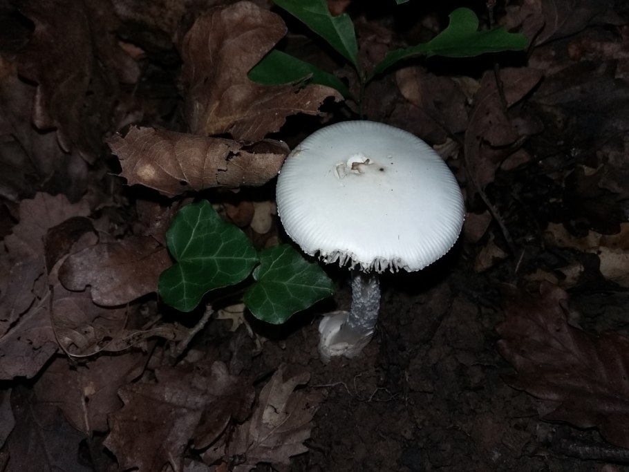 Бледная поганка гриб