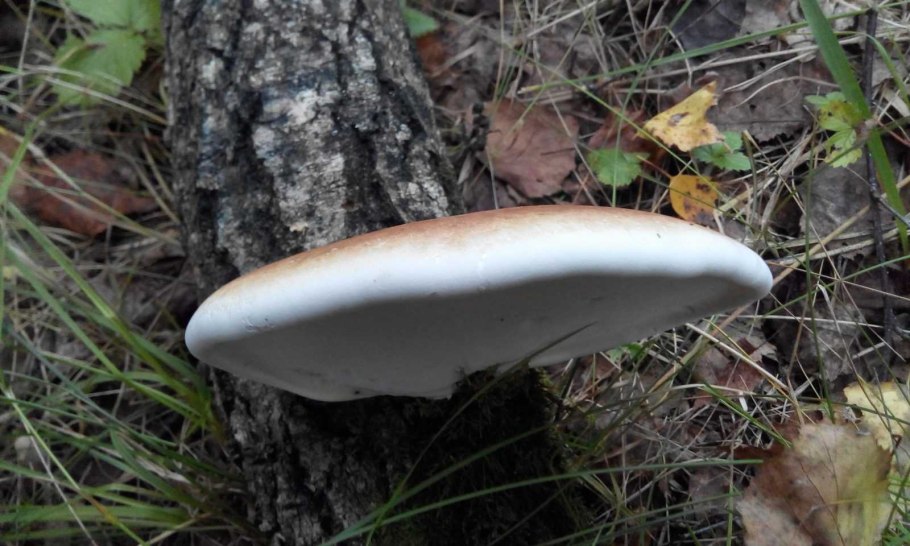 Трутовик берёзовый (fomitopsis betulina)