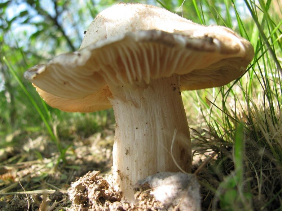 Энтолома гриб