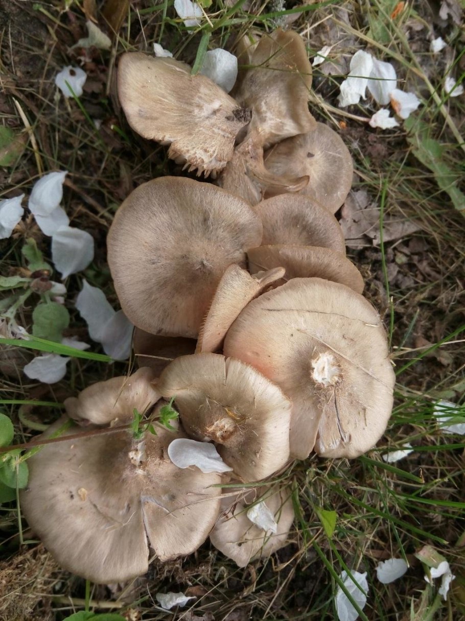 Энтолома терновниковая