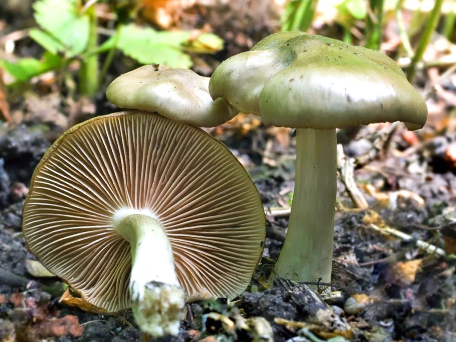 Энтолома Садовая гриб