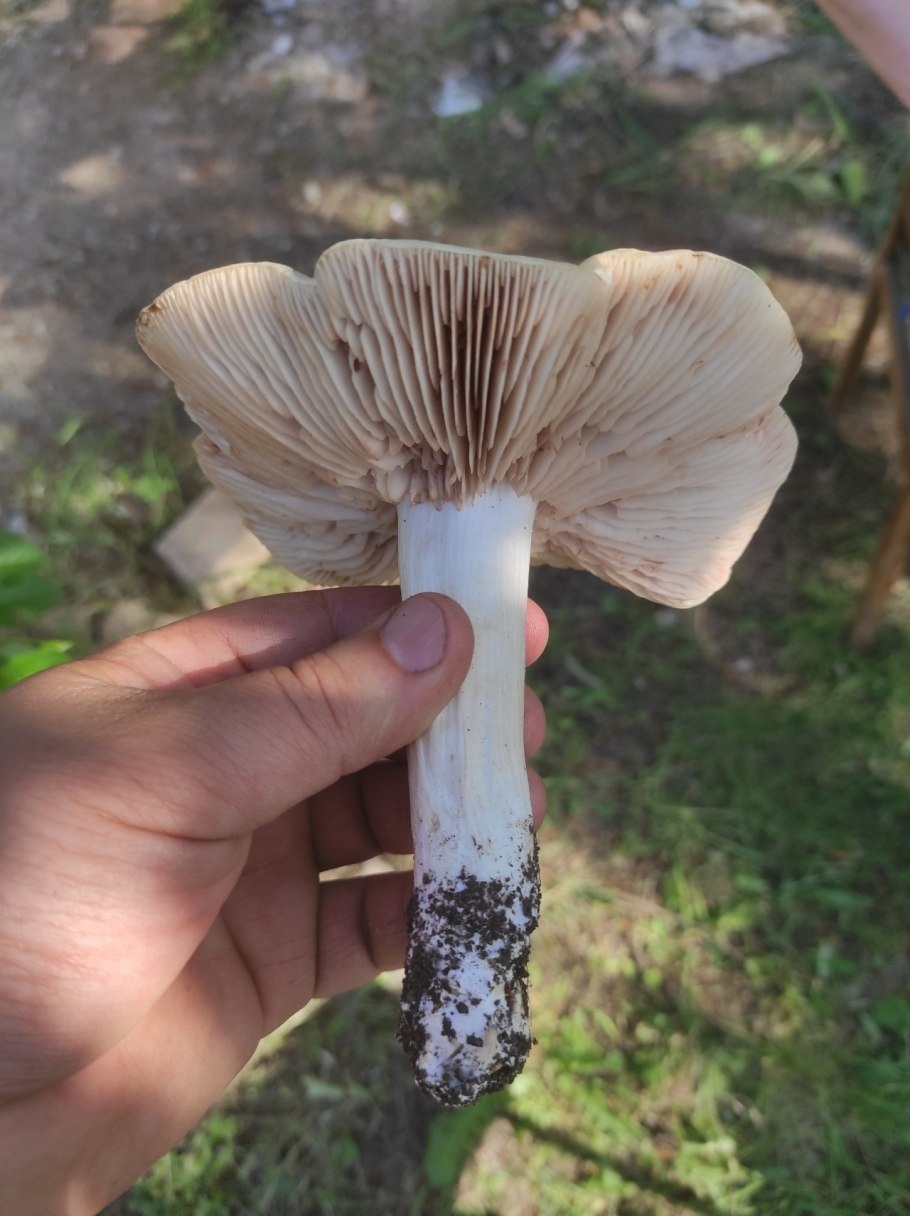 Энтолома терновниковая