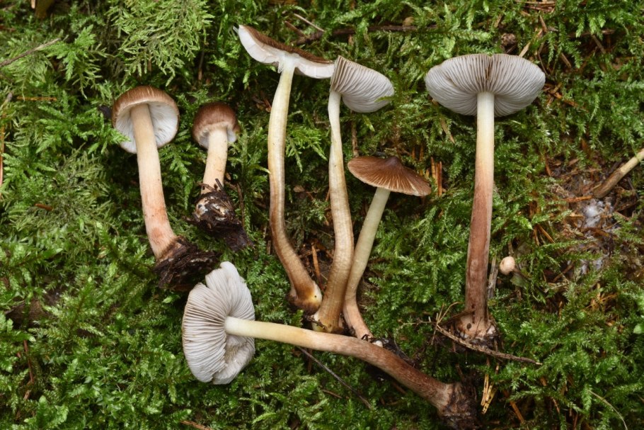 Энтолома Весенняя Entoloma vernum