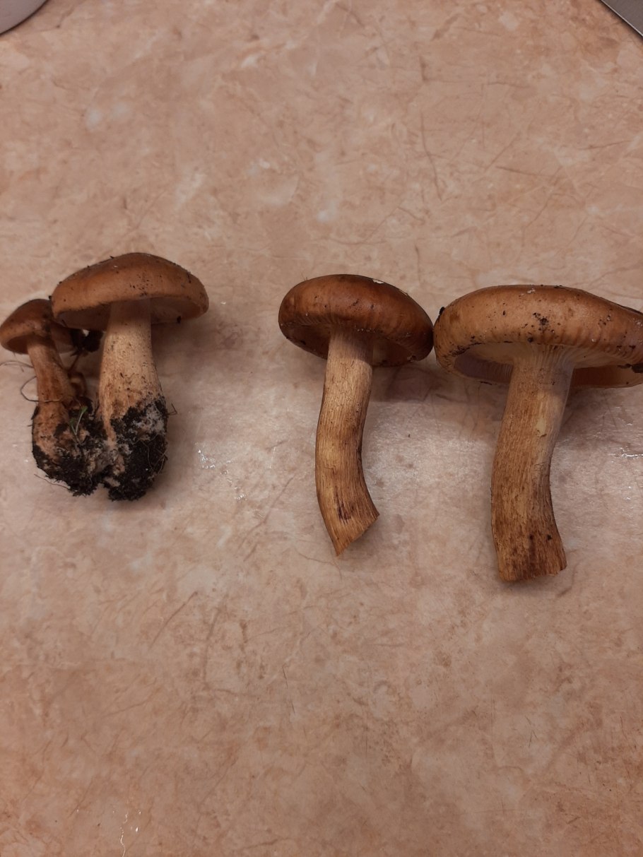 Энтолома блестящая