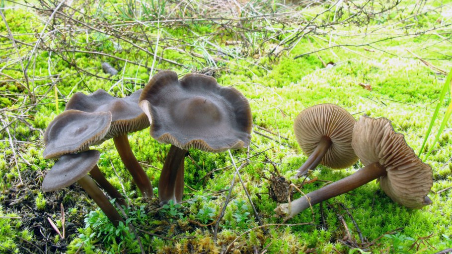 Энтолома Лесная