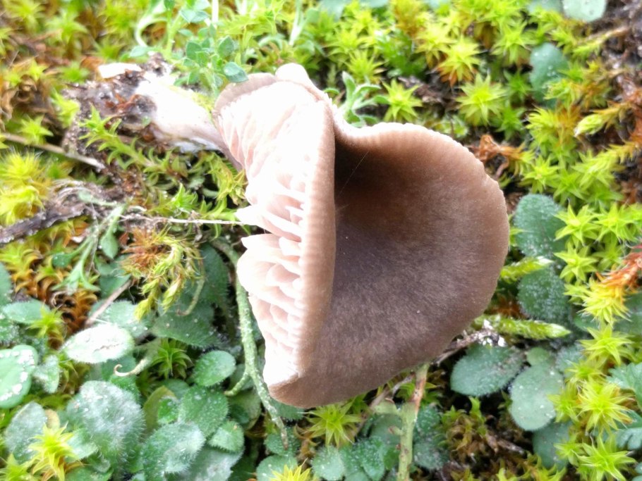 Entoloma sericeum