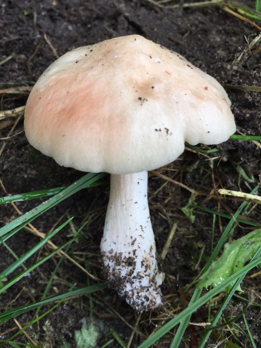 Энтолома терновниковая