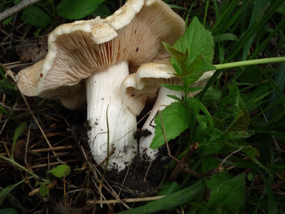 Энтолома терновниковая