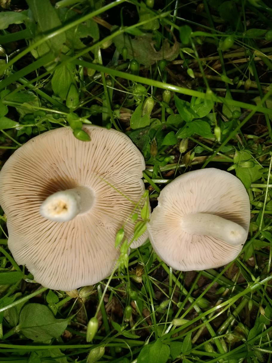 Энтолома терновниковая